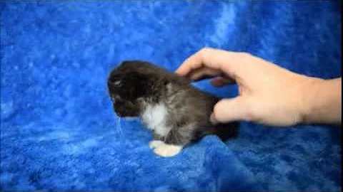 Watch the video about Ray - Silver Shaded Black Tuxedo Ragdoll Kitten from www.RagdollKittens.net