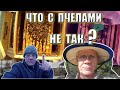 Лучший способ определить состояние пчел Пчелы зимой Зимняя ревизия пчел