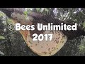 Smoking a Giant Honeybee Colony in Cambodia Smoking a Giant Honeybee Colony in Cambodia
