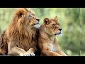 Atraccion mortal  africa extrema  documentales de animales salvajes