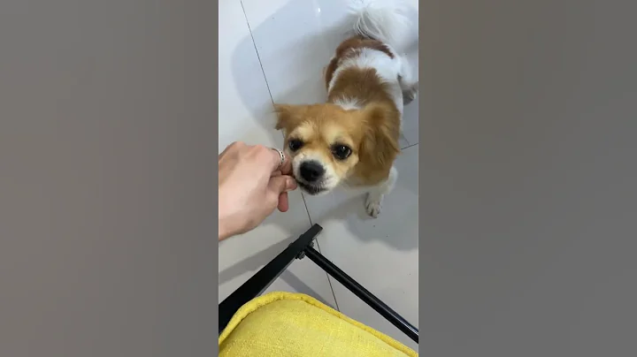 Full Video below👇  #feed #shorts #doglover #puppy #love #pets #cute #bestfeed #cutedog #doggo