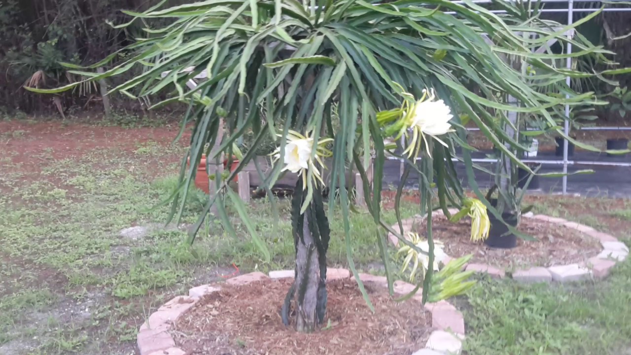 How To Grow Dragon Fruit in SWFL ( part 18 ) 