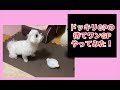 マルチーズの「まこ」ドッキリGPの”待てワンGP”やってみた!