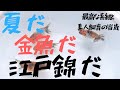 #金魚 夏だ金魚だ【江戸錦】だ