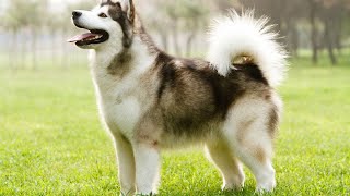 Paw Care for Alaskan MalamutesIs Grooming Enough?