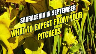 Fall Sarracenia Tour; What to Expect
