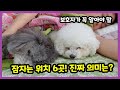 강아지 잠자는 자세 및 위치, 진정한 의미는? 【강아지 애정표현│강아지 같이자도 되나요?│잠자는 강아지】