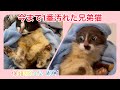 おばあちゃんちの猫、あり得ん汚れ！今までで1番じゃ無いかなー？子猫4匹、お父さん、お母さんみんな捕獲してきた〜！【保護猫】【子猫】【地域猫】＃猫レスキュー