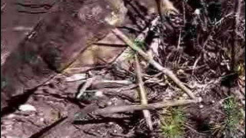 Figure 4 Deadfall trap