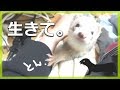 飼い主を心配する(？)フェレットに感動。。。 - ferret lab #50