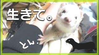 飼い主を心配する()フェレットに感動。。。  ferret lab #50