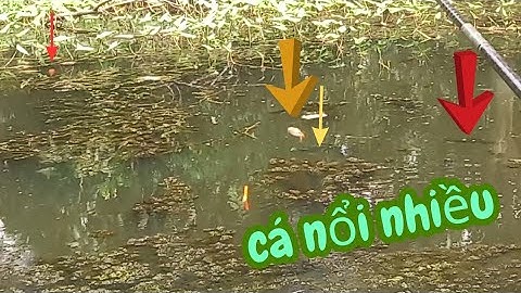 Trúng Mánh Cá Thác Lác Câu Điểm Nào Cũng Đụng Thác Lác Bự Kéo Phao Giật Phê Luôn