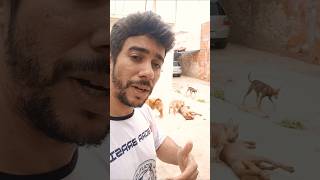 pensão para cachorro tem que ser bem analisado essa questão