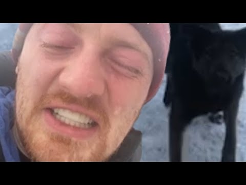 Видео: На VJLinka напали собаки