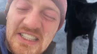 На VJLinka напали собаки