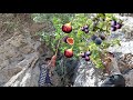 🌿 Nomadic life: How do they harvest wild figs from difficult mountain paths?