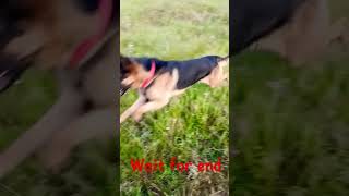 silver&Me slow motion || Sunday morning subscribetomychannel germanshepherd like share comment