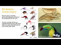 Sliding Science - La biologia degli uccelli