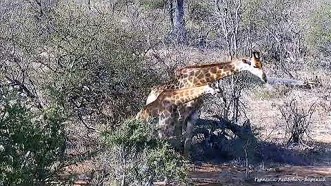 Дикая природа Молодые жирафы учатся спариванию друг на друге Giraffes and same-sex love
