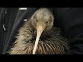 I kiwi tornano a Wellington, capitale della Nuova Zelanda, dopo un secolo