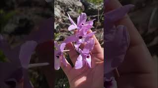 Flores endémicas de México 🌸🌵 #viajes#viajeros #flores #mexico #biodiversidad #turismo #naturaleza