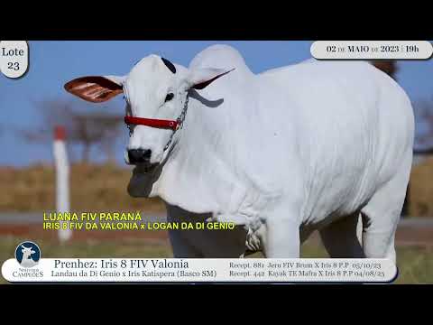 LOTE 23 - Prenhez IRIS 8 FIV VALONIA   JAA 5280