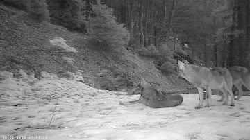 Quanti orsi ci sono in Trentino?