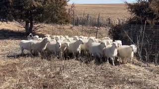 Flock Reduction | Selling 3/12/25, Kalona Sales Barn, Inc.