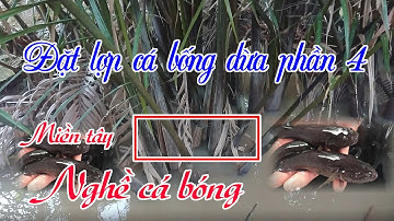 ⏯►Đi đặt lợp bắt cá bống dừa phần 4 🔊Nghề cá mưu sinh📍Cuộc sống miền quê mưu sinh