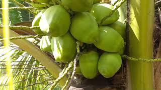 4 YEARS of Growing Aromatic Dwarf Coconuts!