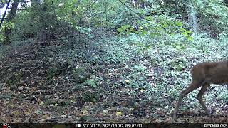 Caprioli A Spasso Per Rocca Di Roffeno 22 - Appennino Bolognese Roffenowild