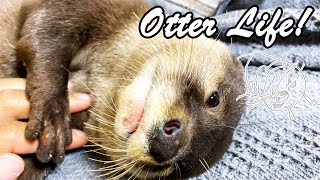 The otter's sleeping face gets cuter and cuter with each passing day. [Otter life Day 581]