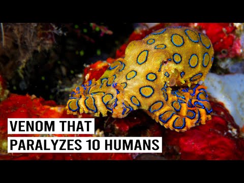 WILDEST PLACES - THE MOST MYSTERIOUS CREATURES OF THE PACIFIC OCEAN