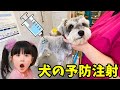 【モニタリング】狂犬病予防注射&機械洗車&!愛犬の反応は? - はねまりチャンネル