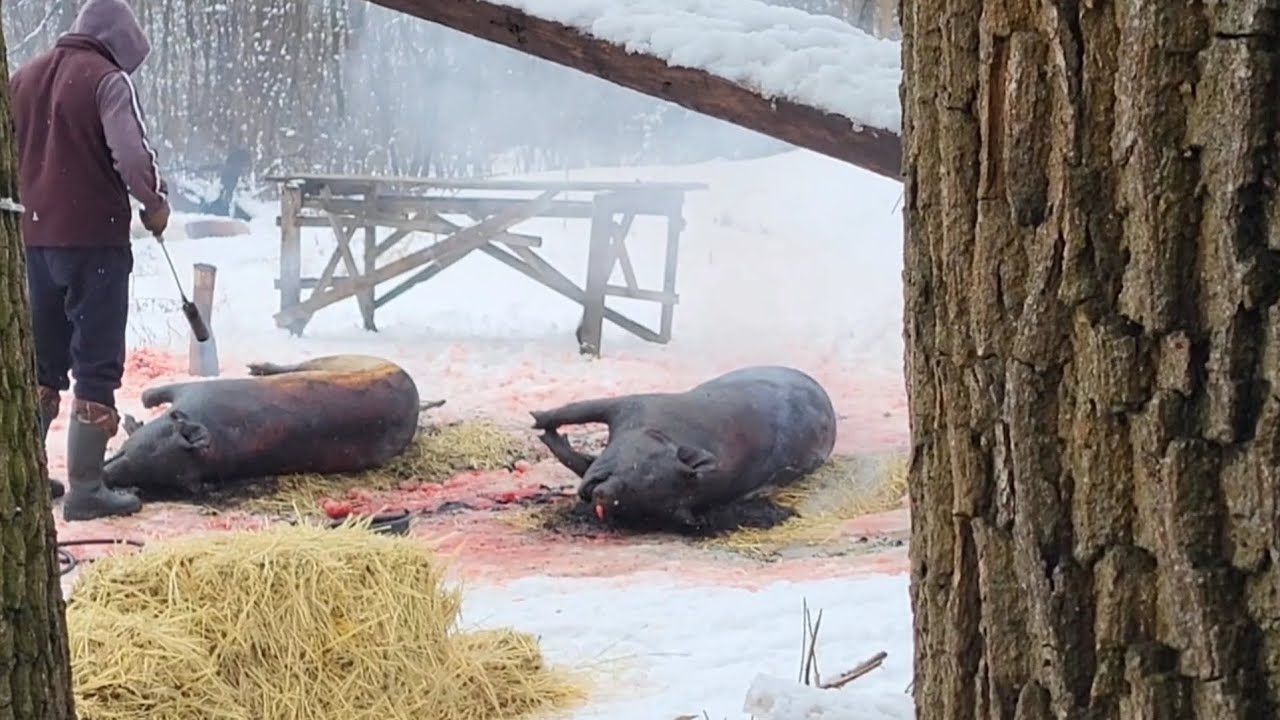 ‼️Чверть свиней 170 грн. Яка вага 🐖🥩❓️ Працює професіонал - 2-х за раз 💪 #pig #farmer #farming 