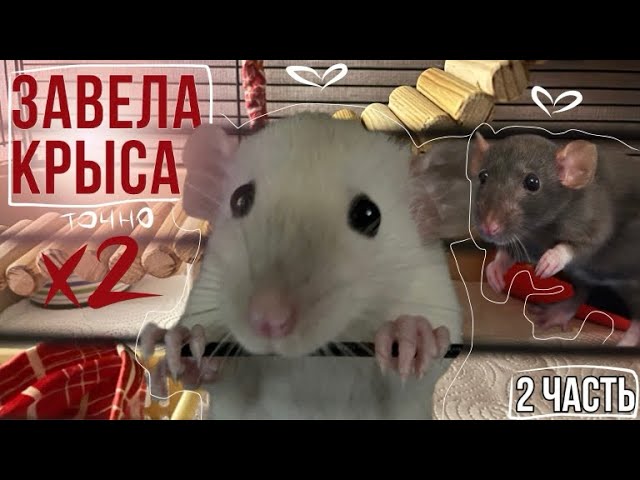 Физиологические причины чихания