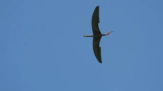 Adler Flying Cloud Weihe 50 Und Cmelak