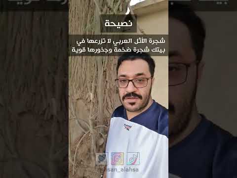شاهد حجم شجرة الأثل العربي الضخمة وساقها الكبير وجذورها قوية لا تزرعها على سور بيتك الأحساء
