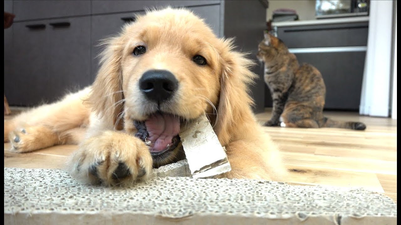 犬山玉姬 Cats and dogs a little closer away