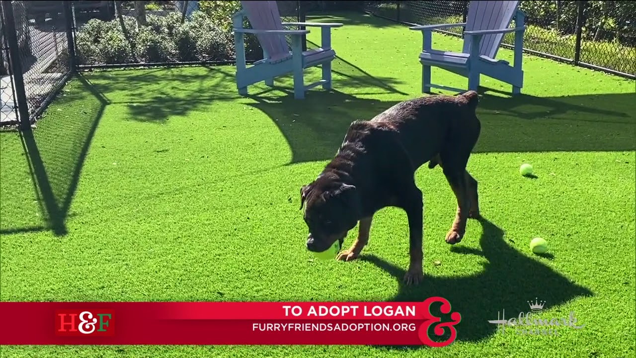 Logan the Rottweiler in FL