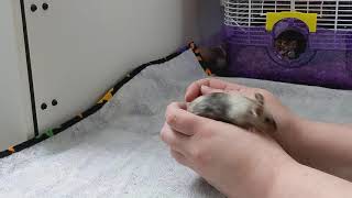 Mouse Temperament and Handling