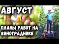 Август - планы работ на винограднике.