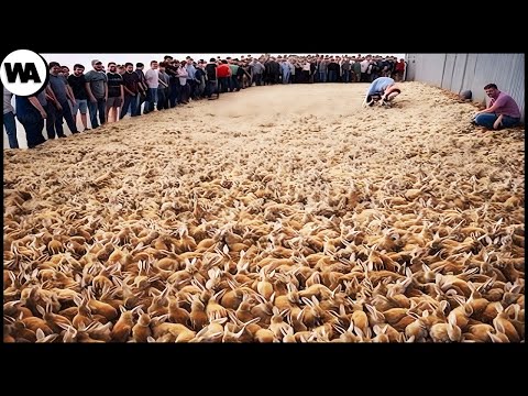 Video: ¿Por qué está en peligro la rata canguro de morro bay?