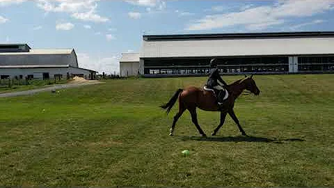 171 Holland VanderWey with Dibby equitation pattern