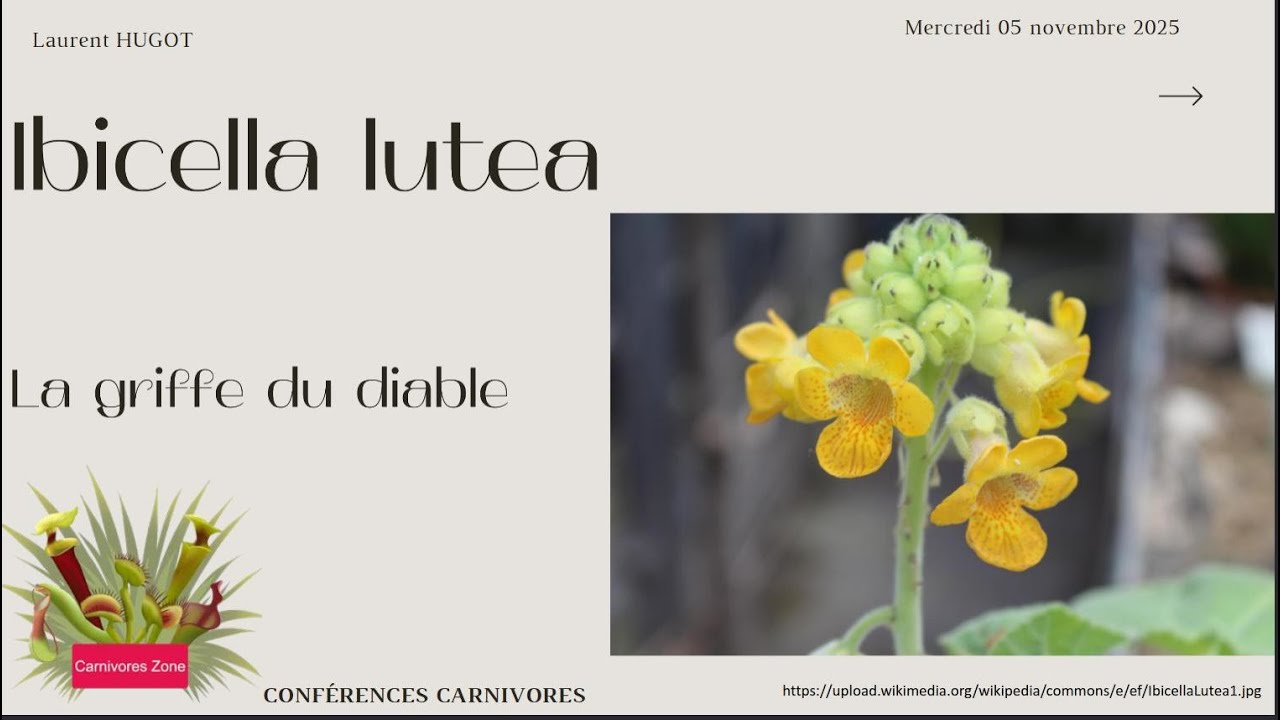 Ibicella lutea, la “griffe du diable” par Laurent Hugot