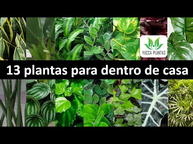 12 plantas capazes de sobreviver no canto mais escuro da sua casa ou  apartamento