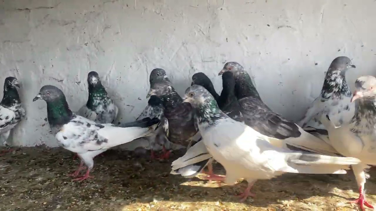 19 pices Border wale Highflyer Kabutar for sale  Delivery 🚚 all over India Available PH : 9622533082