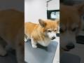🐶 I’m here 🐾❤️ #fluffydog #doggroomer #puppy #mobilegrooming #cute #viralvideo #corgi #shorts