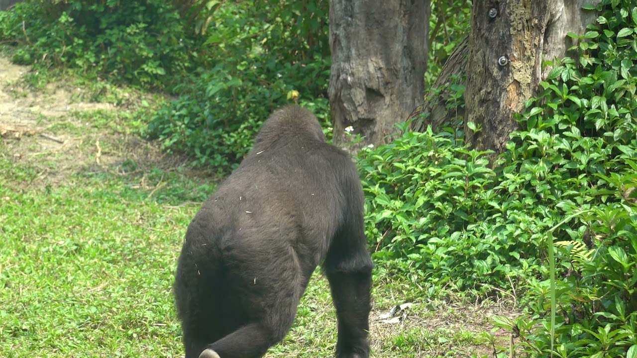 2103 台北動物園 西部低地大猩猩 ニシローランドゴリラ Western Lowland Gorilla Youtube