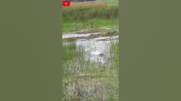 Câu cá lóc tràm chim || Mồi vừa rớt nước có cá|| #shorts